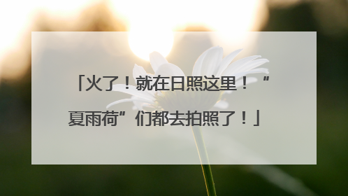 火了！就在日照这里！“夏雨荷”们都去拍照了！