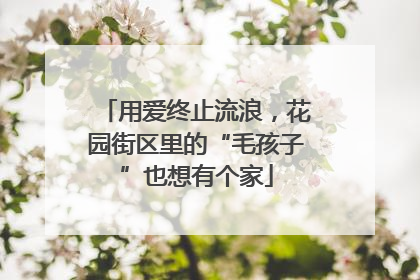 用爱终止流浪，花园街区里的“毛孩子”也想有个家