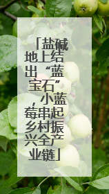 盐碱地上结出“蓝宝石”，小蓝莓串起乡村振兴全产业链