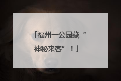 福州一公园藏“神秘来客”！