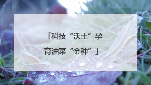 科技“沃土”孕育油菜“金种”