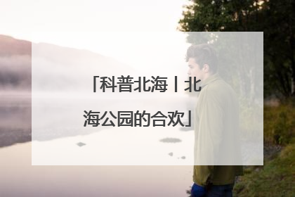 科普北海丨北海公园的合欢