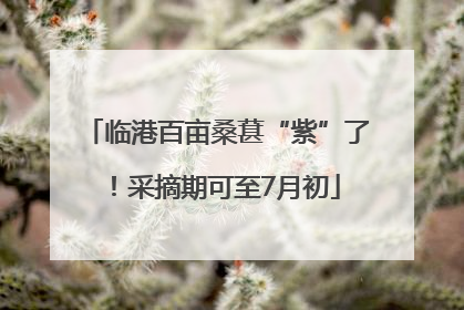临港百亩桑葚“紫”了！采摘期可至7月初