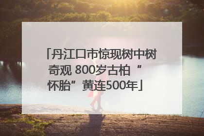 丹江口市惊现树中树奇观 800岁古柏“怀胎”黄连500年
