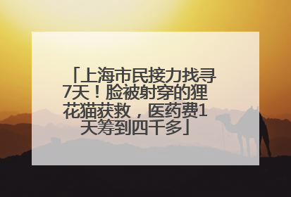上海市民接力找寻7天！脸被射穿的狸花猫获救，医药费1天筹到四千多