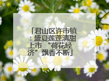 君山区许市镇：盛夏莲蓬清甜上市 “荷花经济”飘香不断