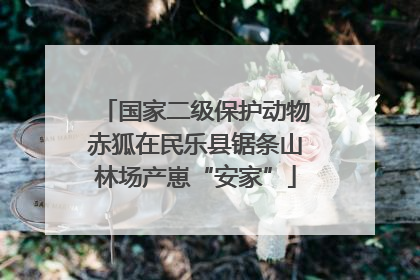 国家二级保护动物赤狐在民乐县锯条山林场产崽“安家”