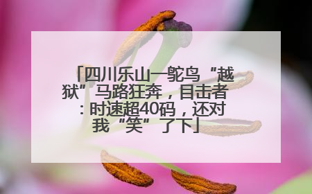 四川乐山一鸵鸟“越狱”马路狂奔，目击者：时速超40码，还对我“笑”了下