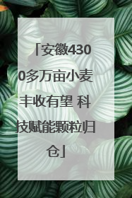 安徽4300多万亩小麦丰收有望 科技赋能颗粒归仓