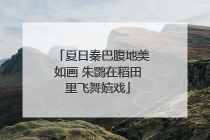 夏日秦巴腹地美如画 朱鹮在稻田里飞舞嬉戏