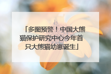 多图预警！中国大熊猫保护研究中心今年首只大熊猫幼崽诞生