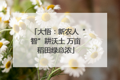 大悟：新农人“智”耕沃土 万亩稻田绿意浓