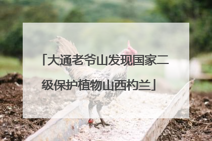 大通老爷山发现国家二级保护植物山西杓兰