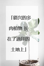 德兴的多肉植物 长在了迪拜的土地上