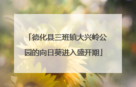 德化县三班镇大兴岭公园的向日葵进入盛开期
