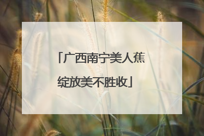 广西南宁美人蕉绽放美不胜收