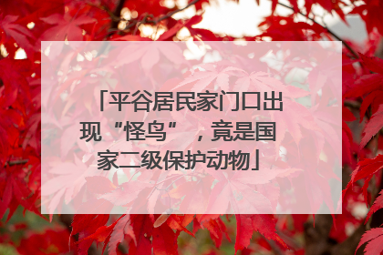 平谷居民家门口出现“怪鸟”，竟是国家二级保护动物