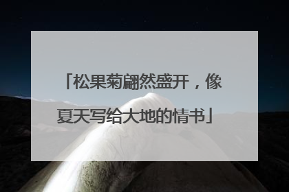 松果菊翩然盛开，像夏天写给大地的情书