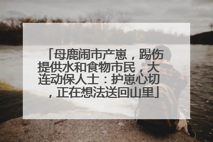 母鹿闹市产崽，踢伤提供水和食物市民，大连动保人士：护崽心切，正在想法送回山里