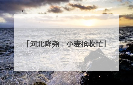 河北隆尧：小麦抢收忙
