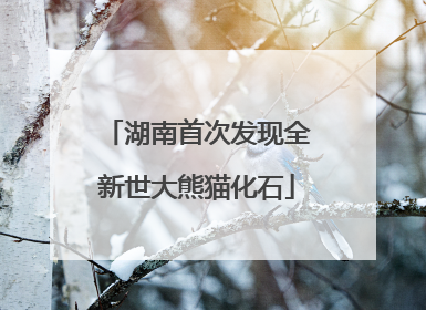 湖南首次发现全新世大熊猫化石