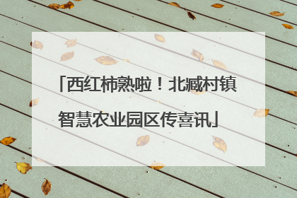 西红柿熟啦！北臧村镇智慧农业园区传喜讯
