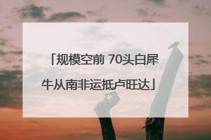 规模空前 70头白犀牛从南非运抵卢旺达