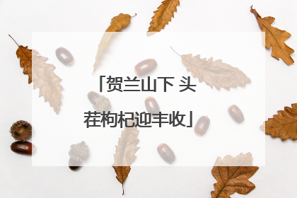 贺兰山下 头茬枸杞迎丰收