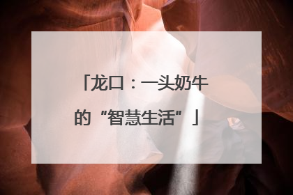 龙口：一头奶牛的“智慧生活”