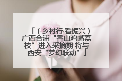 （乡村行·看振兴）广西合浦“香山鸡嘴荔枝”进入采摘期 将与西安“梦幻联动”